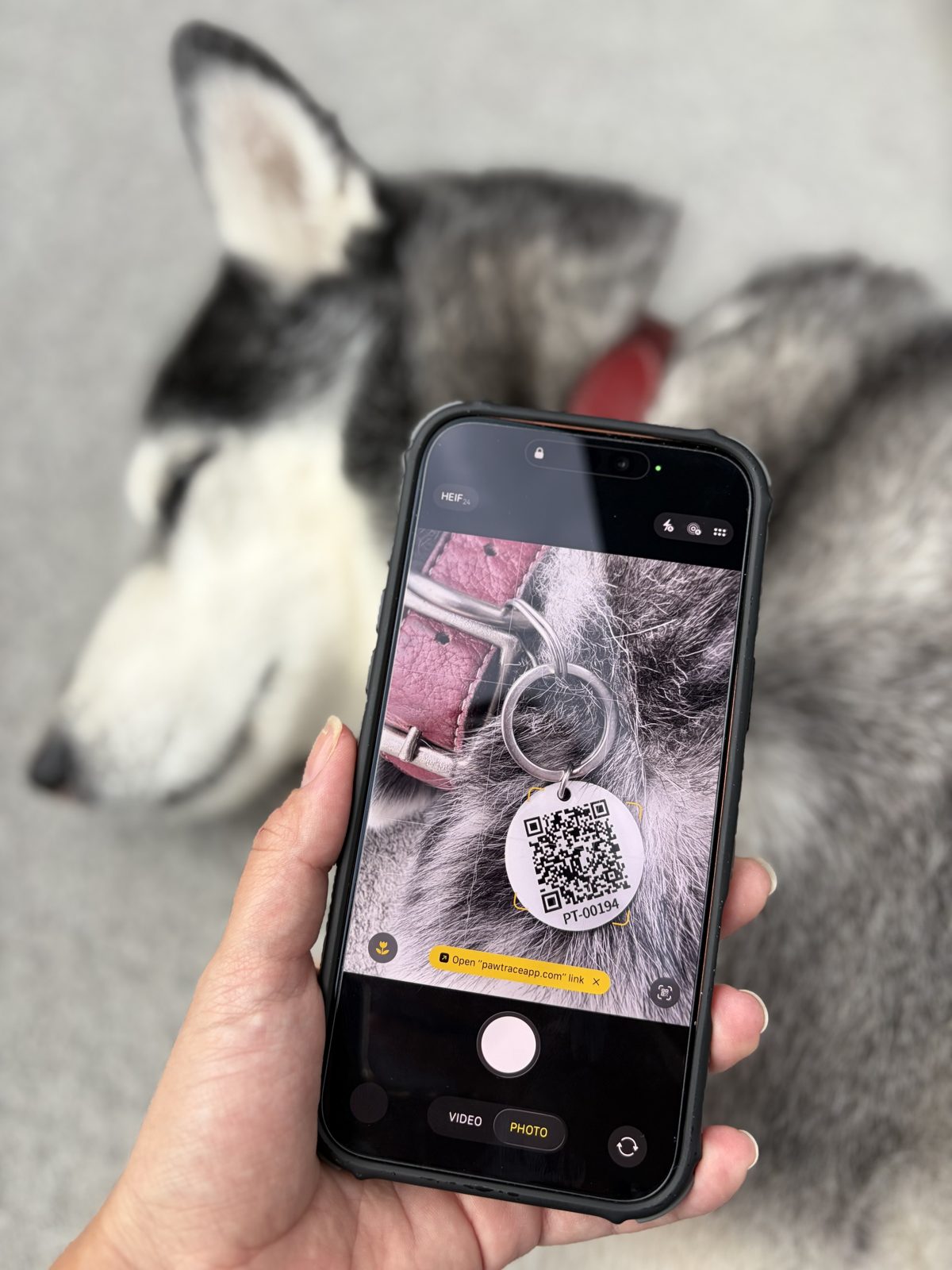 A phone camera scanning a PawTrace QR tag on a husky's collar, with the pawtraceapp.com link ready to open.